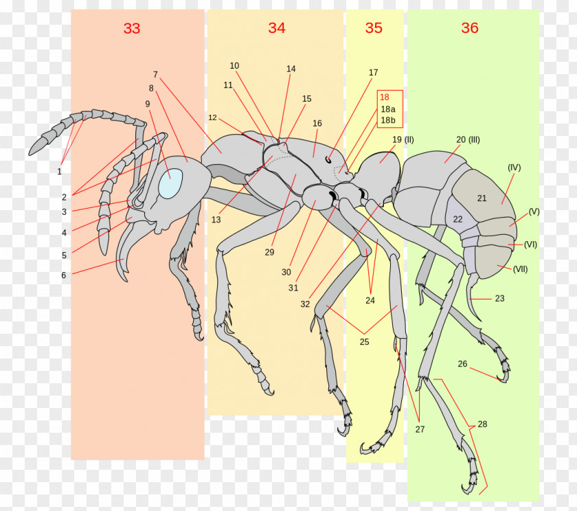 Ant The Ants Insect Anatomy Gaster PNG