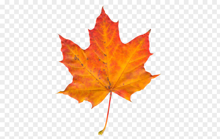 Autumn Leaf Display Resolution Clip Art PNG
