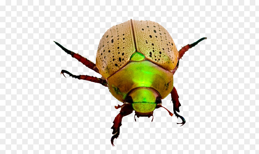 Beetle Dung Weevil Fiery Searcher Scarab PNG