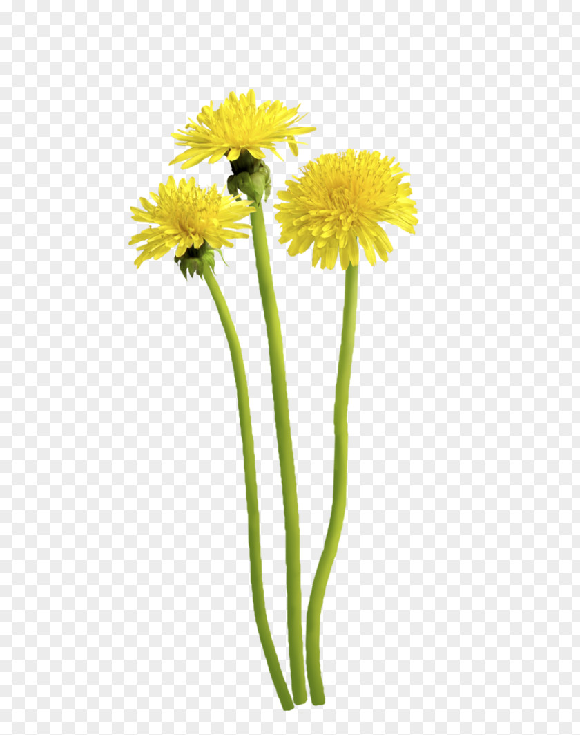 Dandelion Concrete Excavator Tractor Sim Flower Clip Art PNG