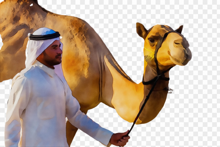Dromedary Horse Stock Photography Image Saudi Arabia PNG