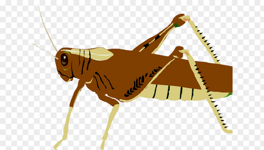 Grasshopper Clip Art Vector Graphics Insect Locust PNG