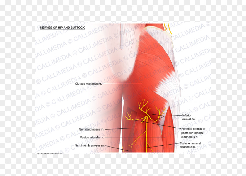 Nalgas Shoulder Nerve Muscle Hip Arm PNG