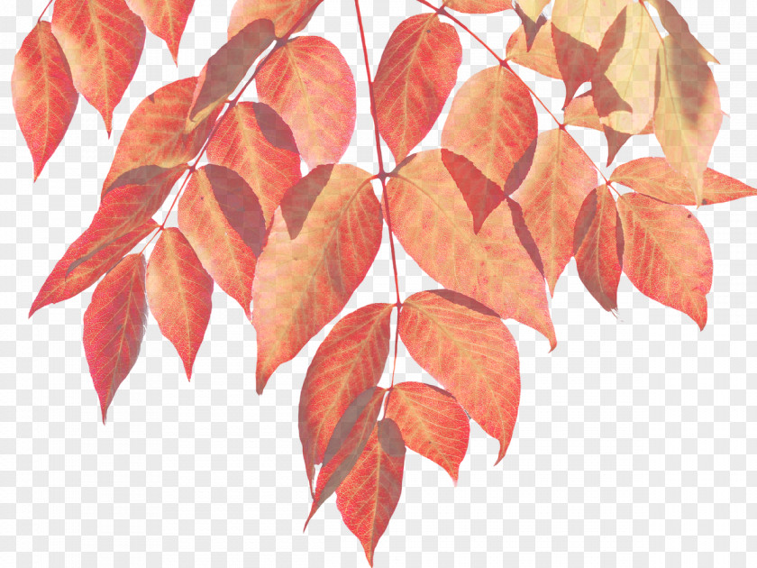 Watercolor Leaves Autumn Leaf Color Infographic PNG