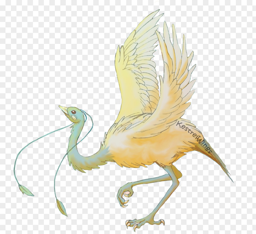Beak Fan Art Bird Drawing DeviantArt PNG
