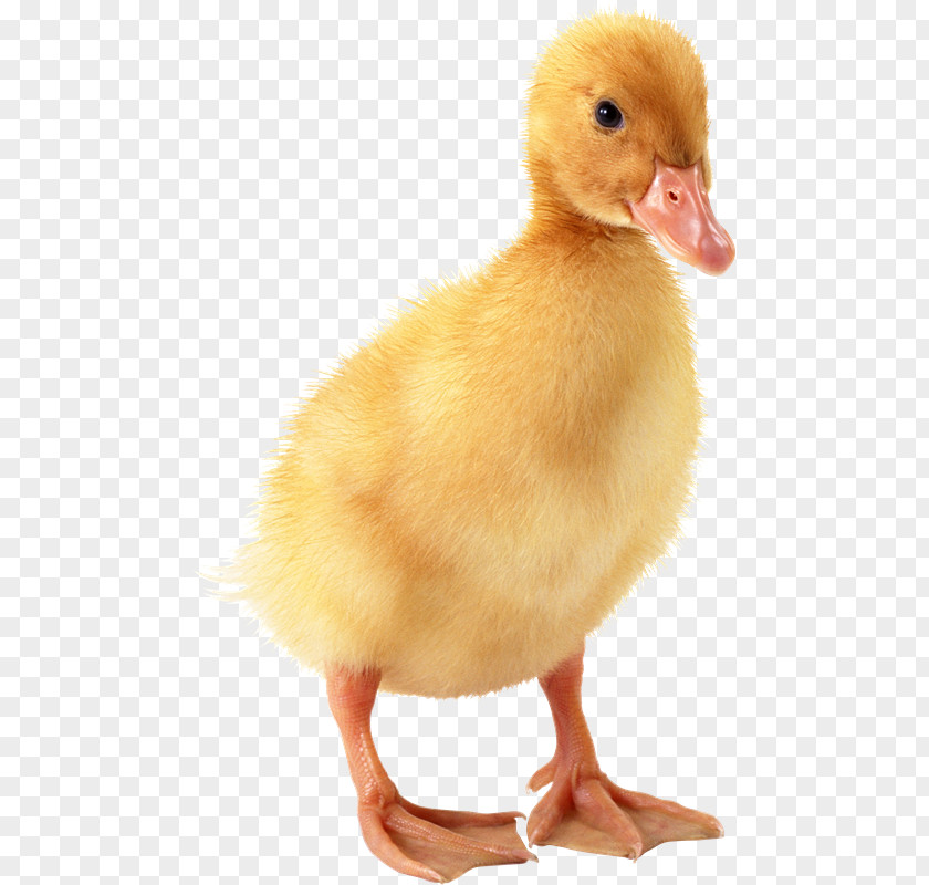 Ducks With Duckling Domestic Duck Bird Goose PNG