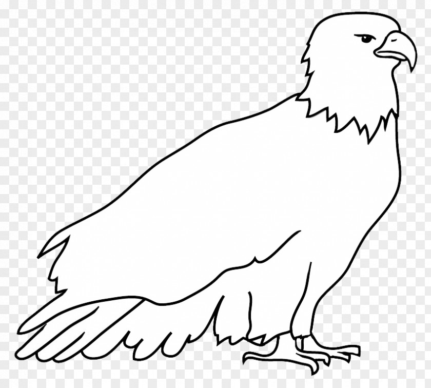 Eagle Bald Drawing Black And White PNG