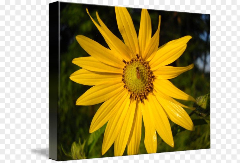 Flower Bee Sunflower M Wildflower PNG