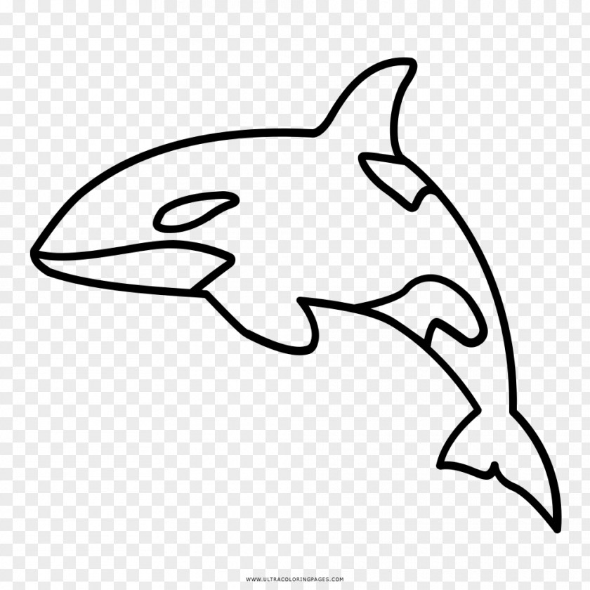 BALEIA Killer Whale Cetacea Coloring Book Drawing PNG
