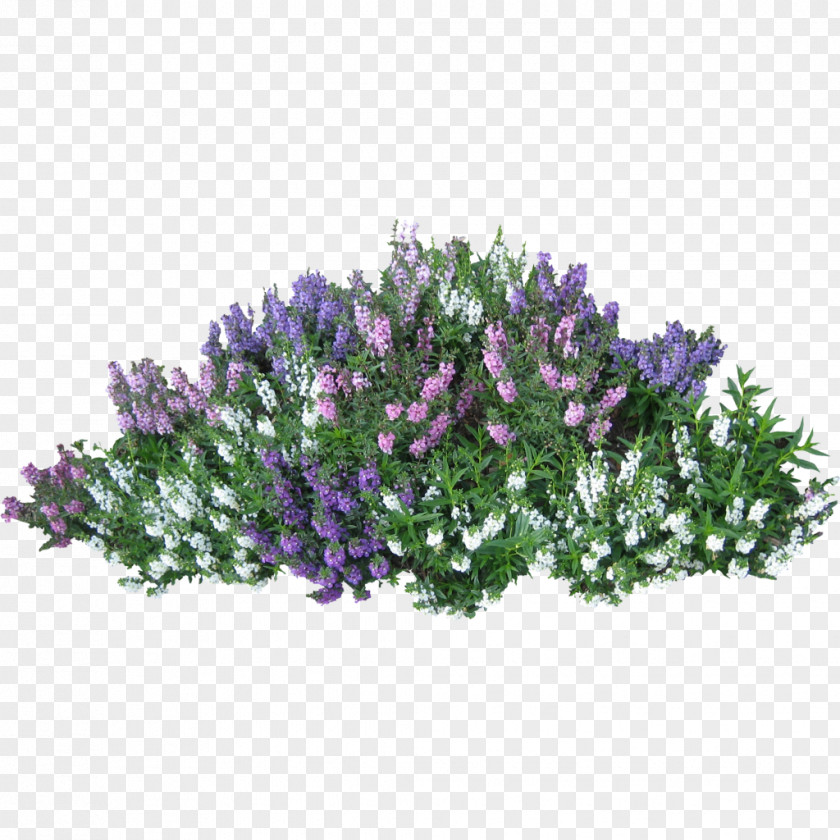 Bushes PNG clipart PNG