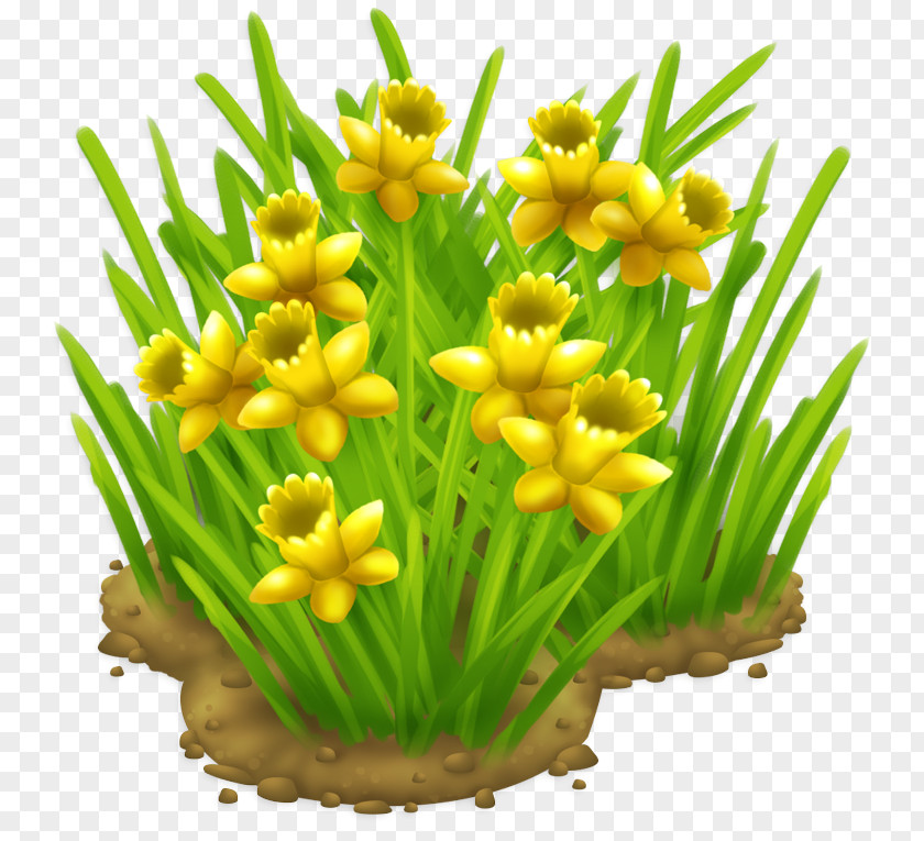 Chives Narcissus Plant Flower Grass Yellow Flowering PNG