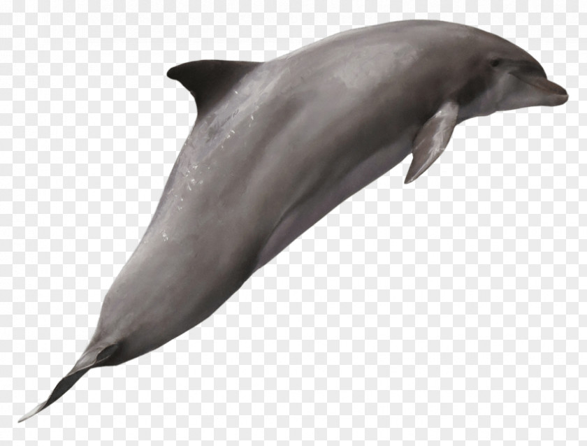 Dolphin Short-beaked Common Bottlenose Transparency Clip Art PNG