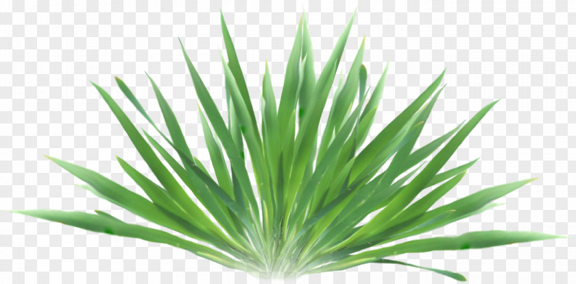 Green Grass Grasses Euclidean Vector PNG