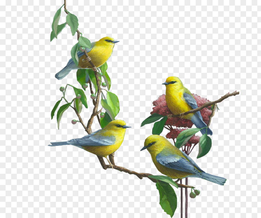 Bird Branch Clip Art PNG
