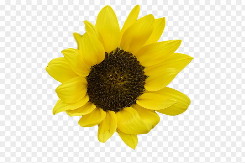 Common Sunflower Seed Daisy Family PNG