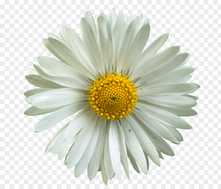 Flawer Common Daisy Oxeye Flower Desktop Wallpaper PNG