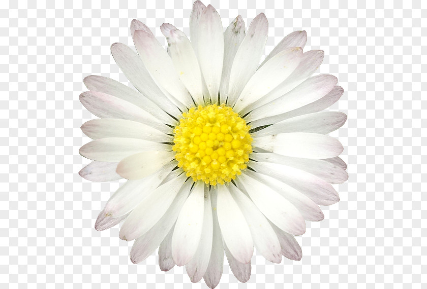 Flower Common Daisy Quotation Birthday PNG