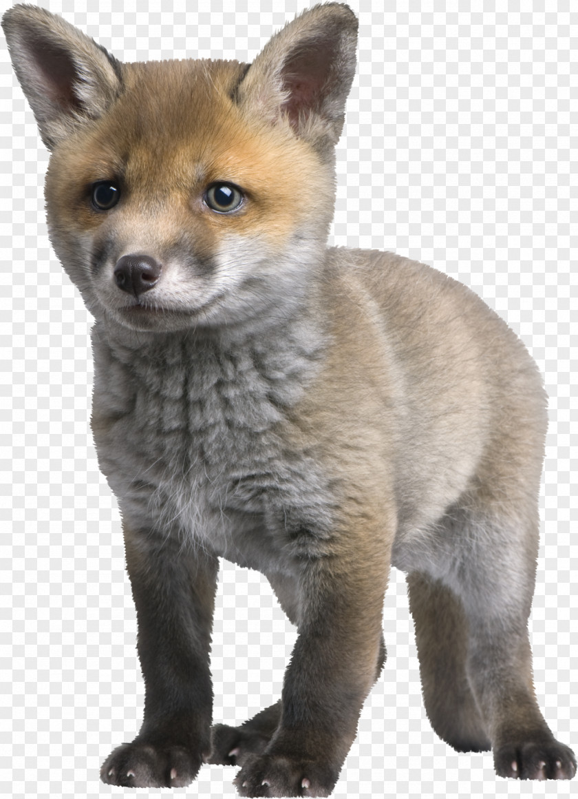 Fox Red Arctic Puppy Photography PNG