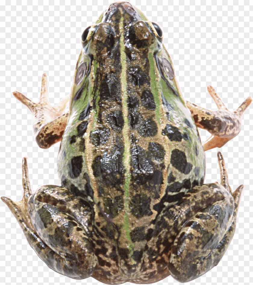 Frog Image Clip Art PNG