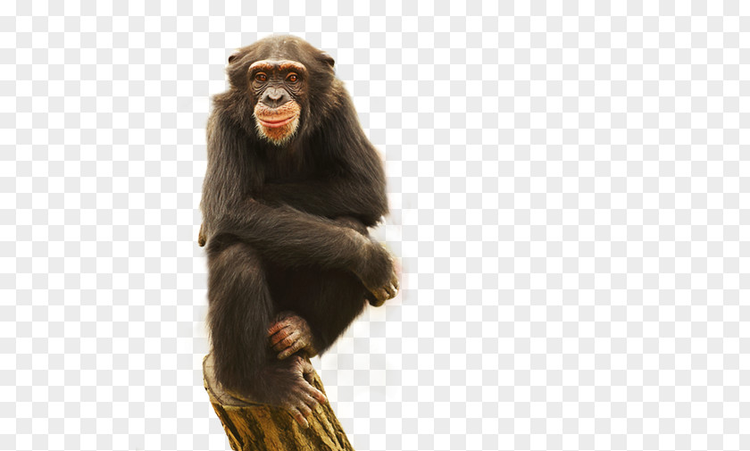 Gorilla Common Chimpanzee Monkey Blessed PNG