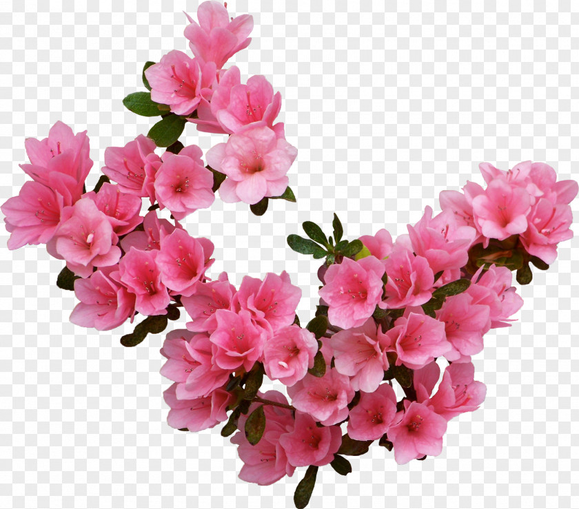 Pink Flowers Flower Information Clip Art PNG