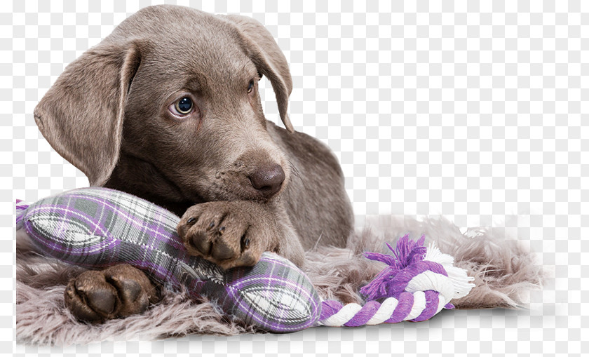 Puppy Weimaraner Dog Breed Companion Sporting Group PNG