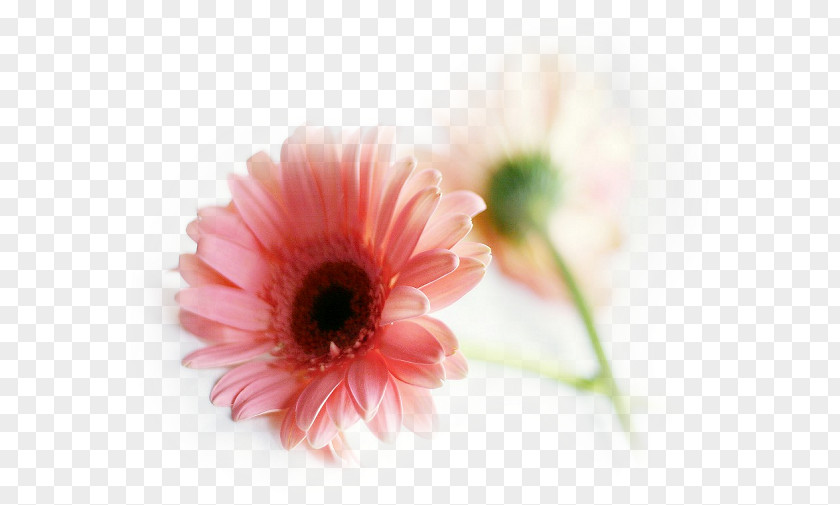Flower Transvaal Daisy Pink Flowers Common Desktop Wallpaper PNG