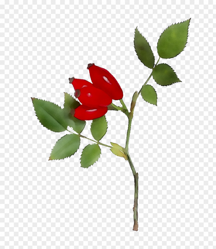 Garden Roses Dog-rose Bud Leaf Plant Stem PNG