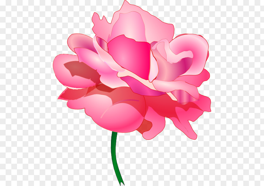 Pink Rose Clip Art PNG