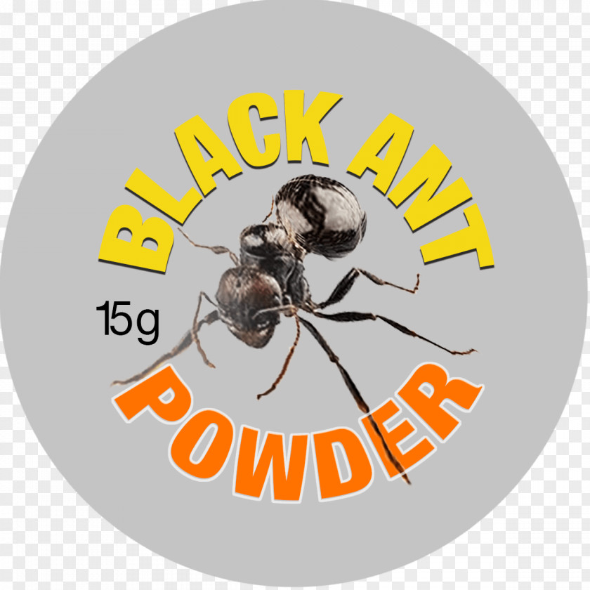 Ants Bee Insect Ant Scorpion Entomophagy PNG