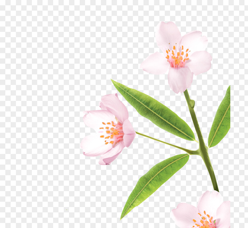 Badam Milk Sasanqua Camellia Pink M Plant Stem PNG