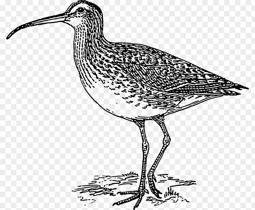 Bird Long-billed Curlew Eurasian Bald Eagle Clip Art PNG