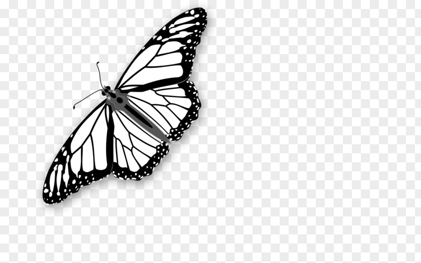 Butterfly Coloring Book Monarch Image PNG