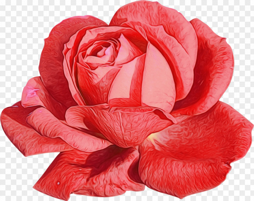 Cut Flowers Floribunda Garden Roses PNG