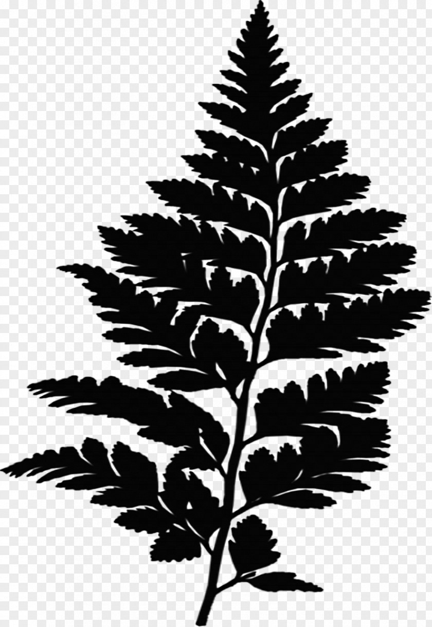 M Spruce Design Vascular Plant Screen Printing Black & White PNG