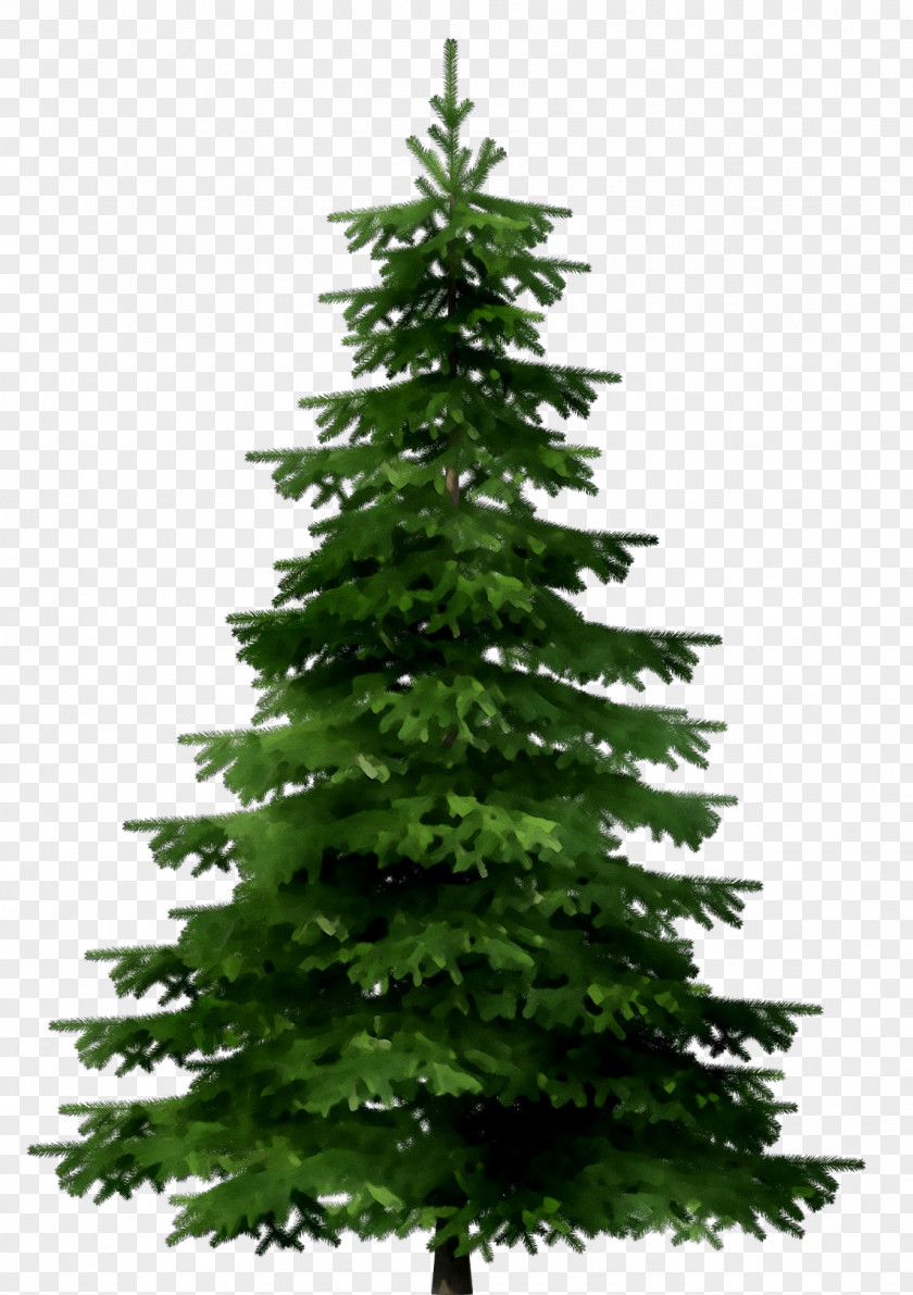 Stock Photography Image Spruce Christmas Tree PNG