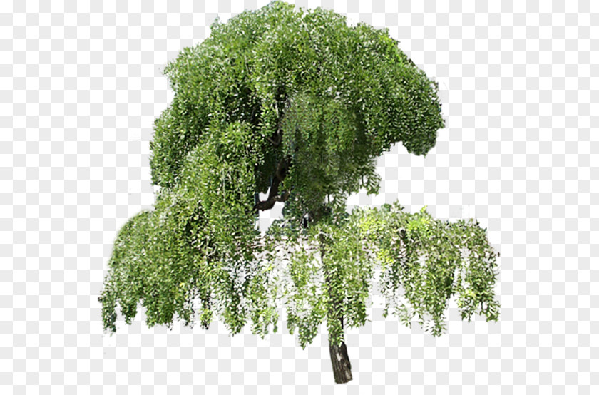 Tree Garden Plant Shrub PNG