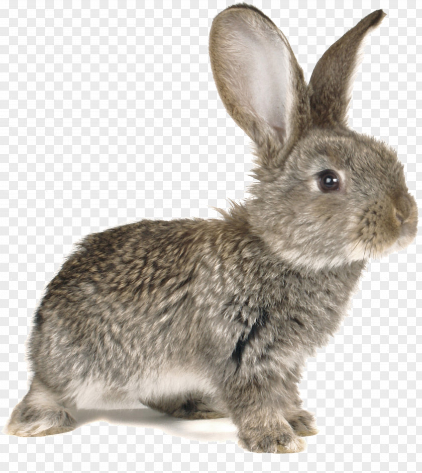 Cute Silly Rabbit Easter Bunny European Stock Photography Kifaranga PNG