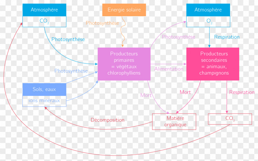 Design Brand Organization PNG