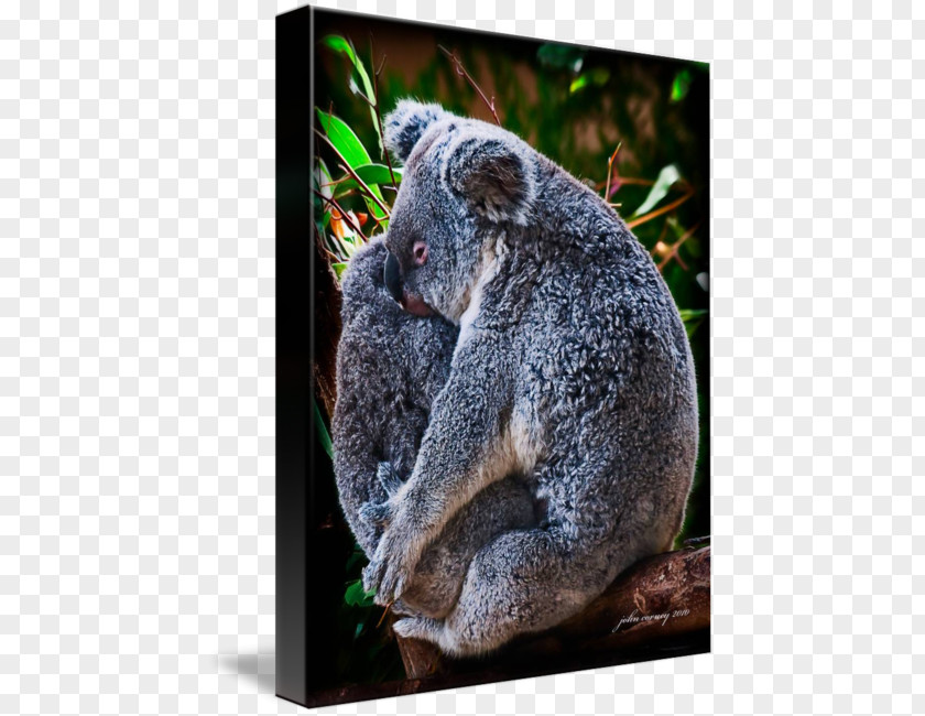 Koala Hug Bear Kangaroo Work Of Art Animal PNG