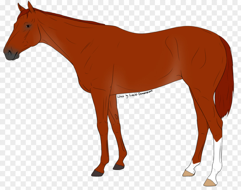 Mustang Mule Pony Foal Stallion PNG