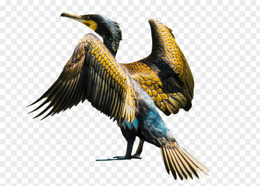 Bird Cormorant Image Animal Stock.xchng PNG