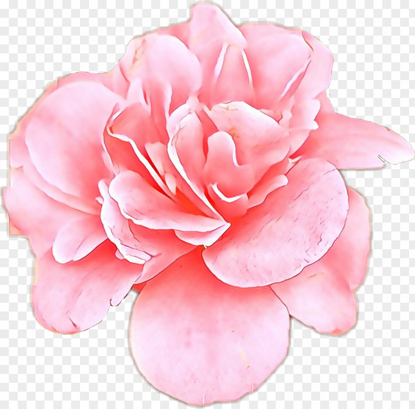 Camellia Rose Family PNG