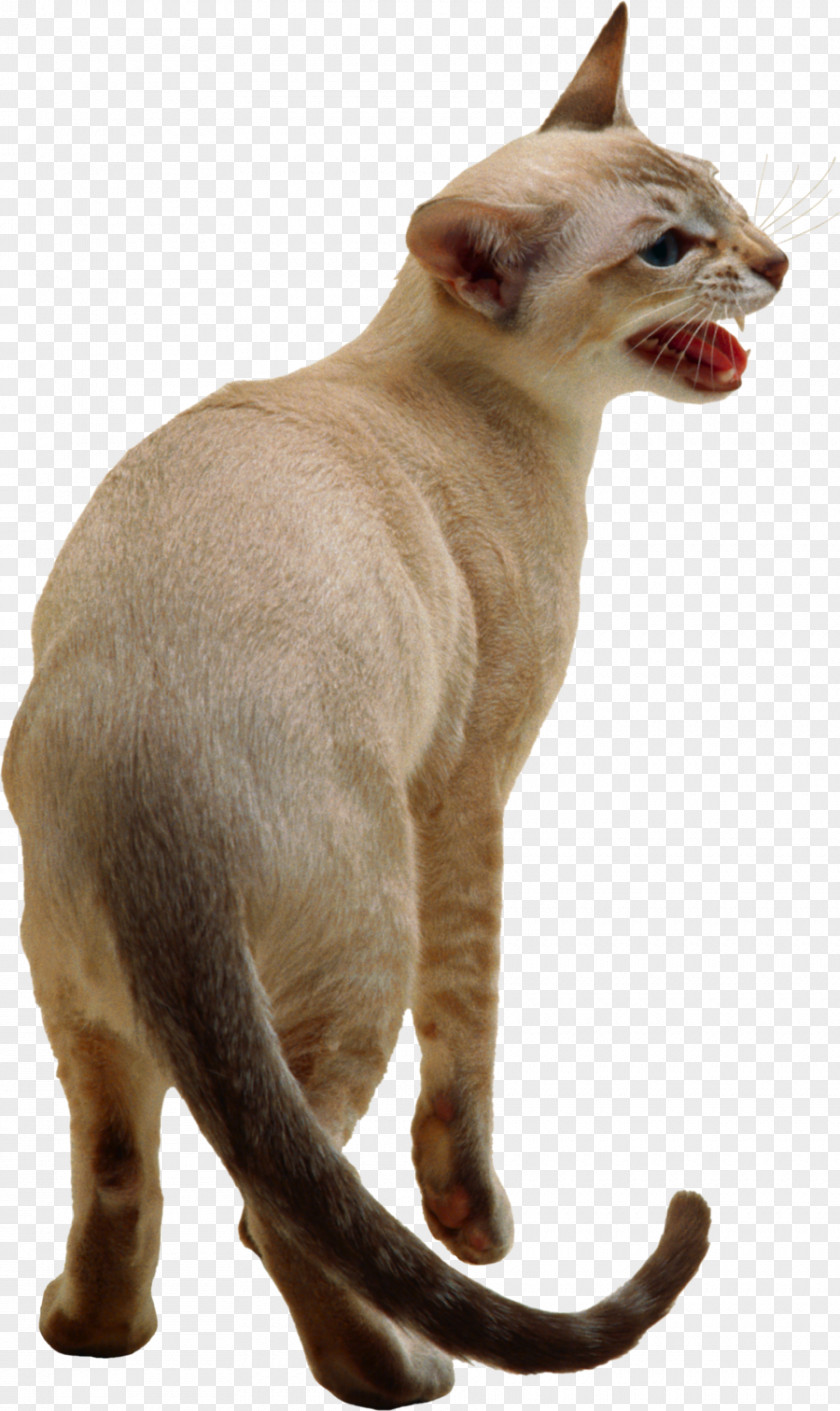Cats Siamese Cat Snowshoe Burmese Kitten Dog PNG
