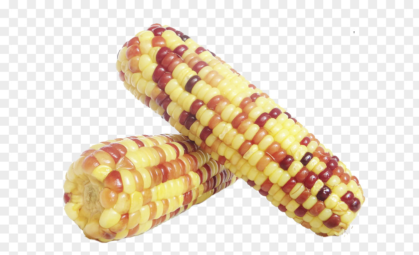 Corn Of Different Color Waxy On The Cob Kernel Sweet Food PNG