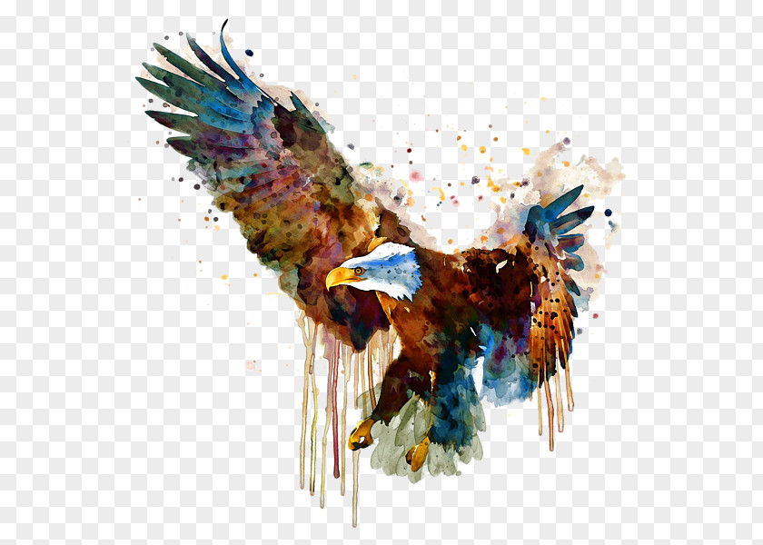 Eagle Bald Watercolor Painting Bird PNG
