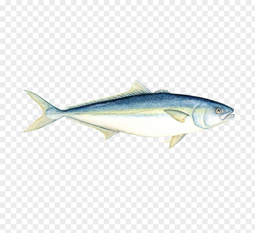 Fish Products Rayfinned Albacore Fin Oily PNG