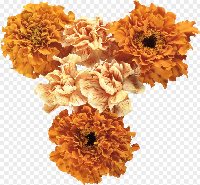 Flower Cut Flowers Orange Clip Art PNG