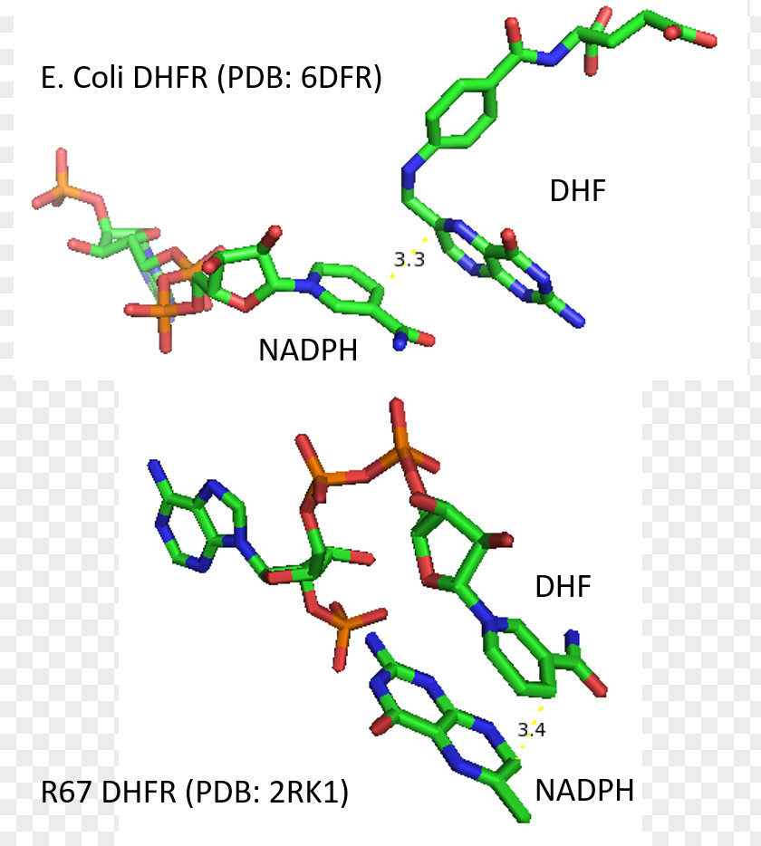 Groel Dihydrofolate Reductase Enzyme Kinetics Dihydrofolic Acid Trimethoprim PNG