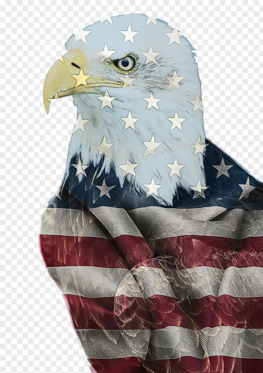 Kite Falconiformes Fourth Of July Background PNG